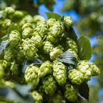 Lúpulo, ingrediente esencial de la cerveza