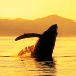 El viaje de la Ballena Gris a Los Cabos