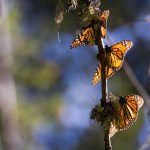 Qué, cómo y cuándo de la Mariposa Monarca