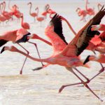 Reserva de la Biosfera Ría Celestún