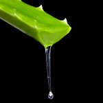 10 datos sobre la sábila