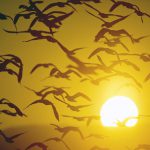 Parque recreativo Isla de las Aves