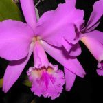 Museo de las orquídeas en Coatepec