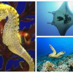 Acuario Inbursa