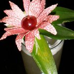 Coctel Sunahisa Experience
