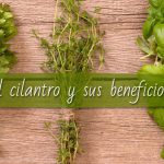 Cilantro y sus beneficios