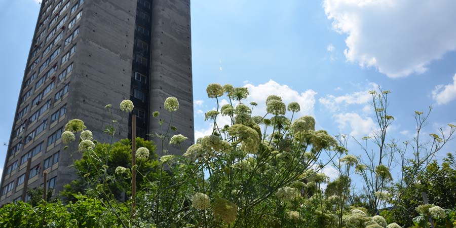 Huerto Tlatelolco
