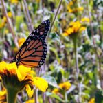 Festival de la Mariposa Monarca Michoacán 2016