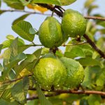 Feria de la Guayaba 2014