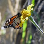 Exposición: La mariposa monarca y su paso por Tamaulipas