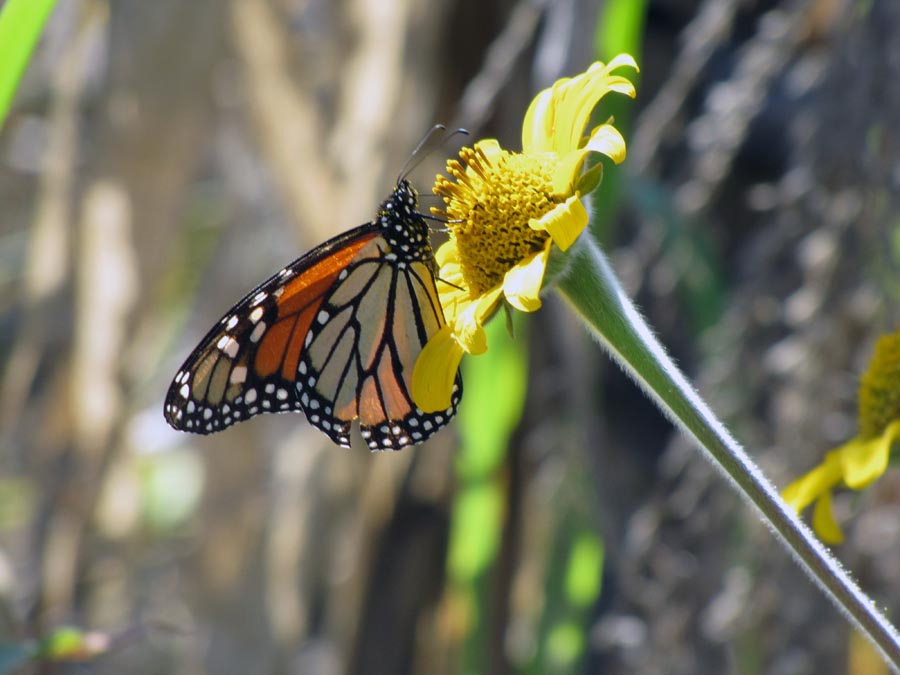 Exposición: La mariposa monarca y su paso por Tamaulipas