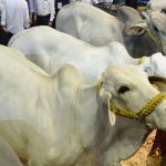 Segundo Congreso Mundial de Ganadería Tropical