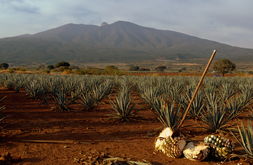 Tequila/ Pueblo Mágico