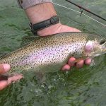 Michín, truchas michoacanas a tu mesa