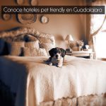 Hoteles “pet friendly” en Guadalajara