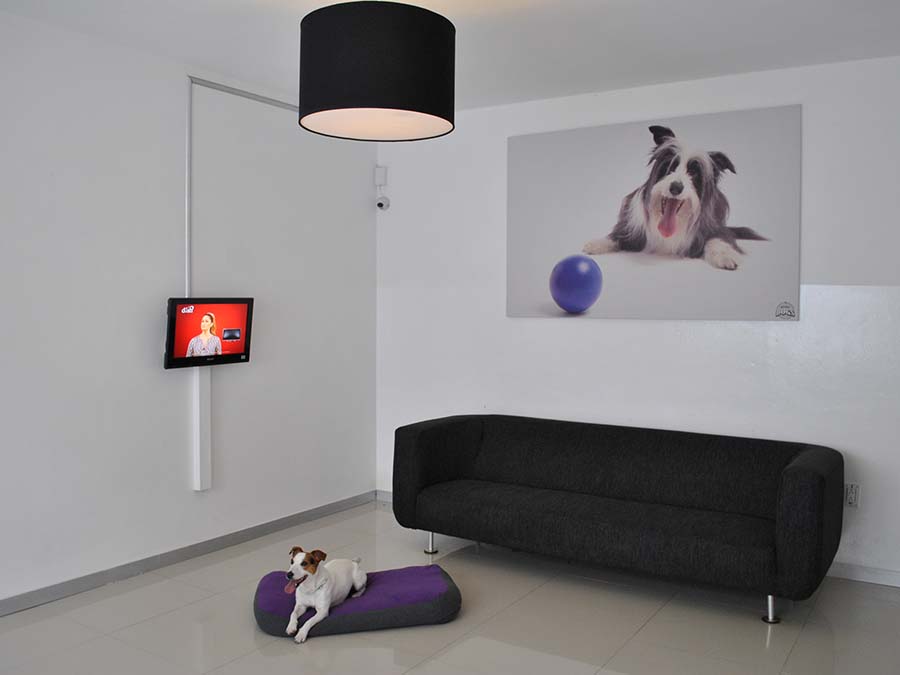 Cuartos de hotel boutique Smart Dogs