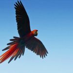 Centro Ecoturístico Las Guacamayas