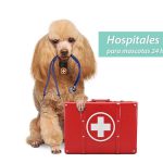 Hospitales para mascotas 24 horas