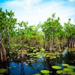 Ruta de los pantanos en Tabasco