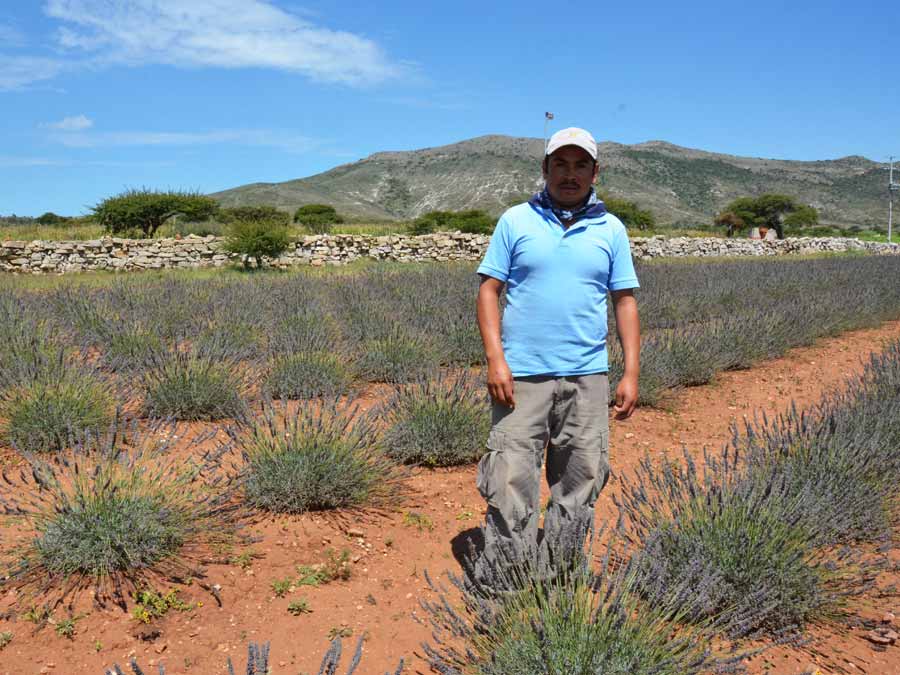 Toño en la Hacienda de la lavanda en Mineral de Pozos, Guanajuato Foto: Mariana Castillo