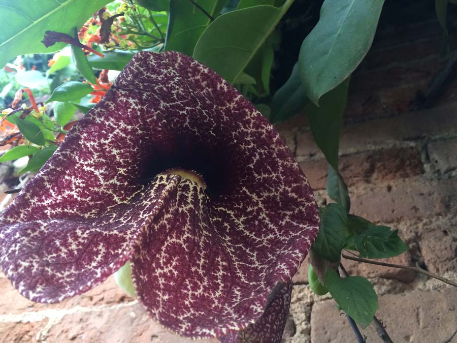 Una hermosa flor en este barrio Foto: Mariana Castillo