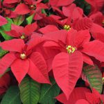 7ma Expo venta de nochebuenas y árboles de Navidad en Huachinango