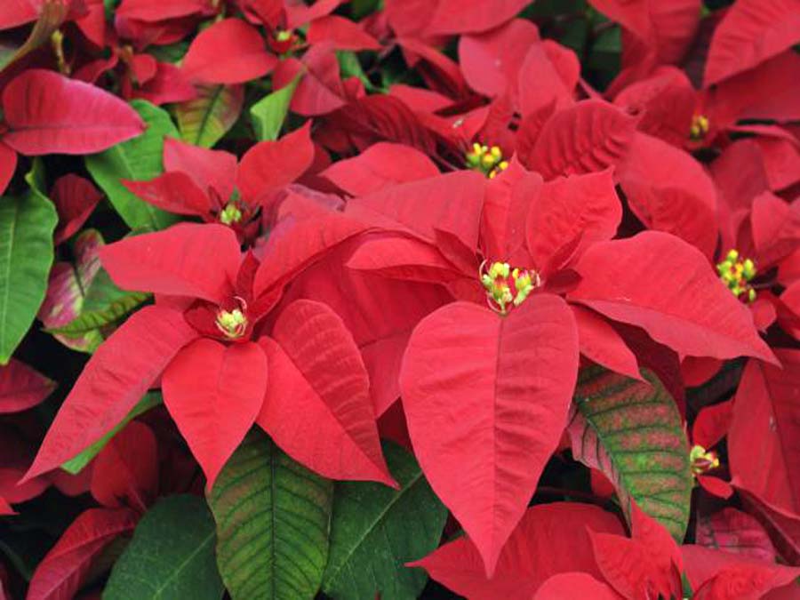 7ma Expo venta de nochebuenas y árboles de Navidad en Huachinango