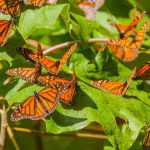 ¡La mariposa monarca llegó a México!    