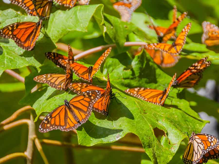 ¡La mariposa monarca llegó a México!