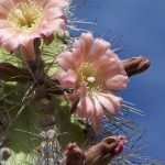 Garambullo, un tesoro mexicano