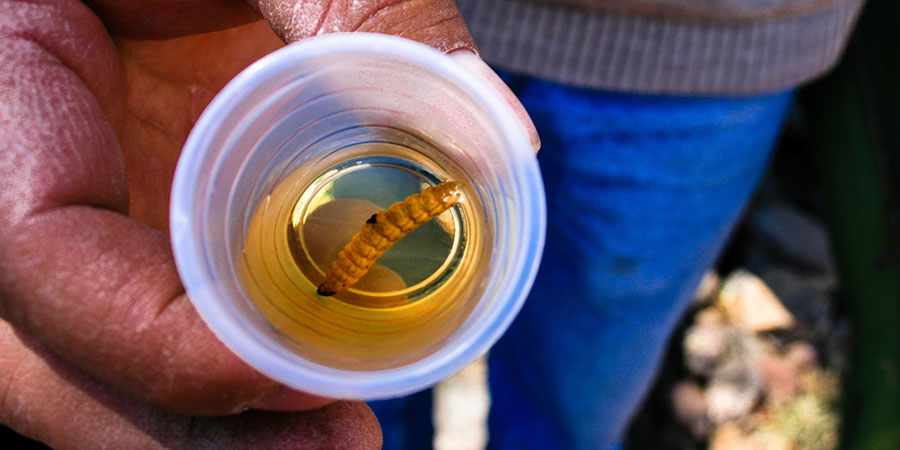 2do Festival Gastronómico, Pulque y Mezcal más Cerveza Artesanal