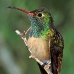 5 aves que puedes ver en Tabasco
