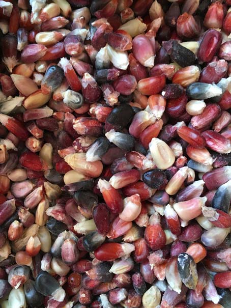 12 platillos de Tlaxcala que quizá no conocías: maíz rosa Foto: Mariana Castillo 12 platillos de Tlaxcala que quizá no conocías: maíz rosa Foto: Mariana Castillo