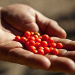 10 datos que no sabías del chile chiltepín