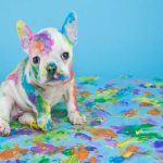 De pata de perro con tu mascota: eventos pet friendly próximos