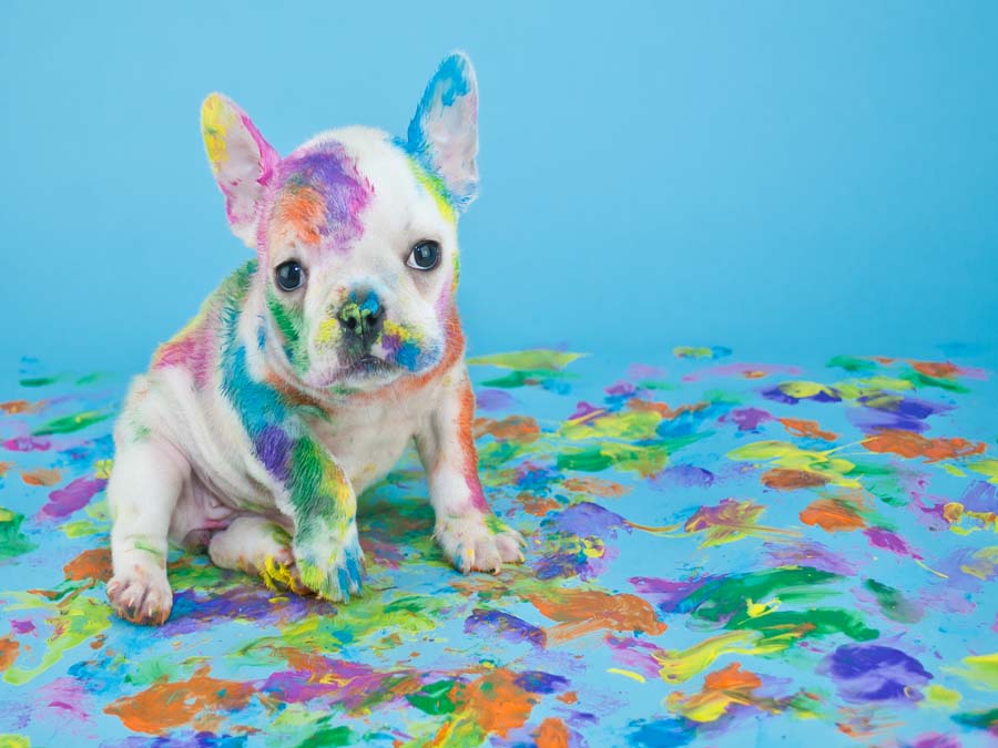 De pata de perro con tu mascota: eventos pet friendly próximos