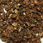 Arí, ingrediente chihuahuense que se obtiene gracias a una hormiga