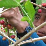 Café mexicano, ¿en crisis?