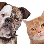Encuentra todo tipo de accesorios para tu mascota en este bazar