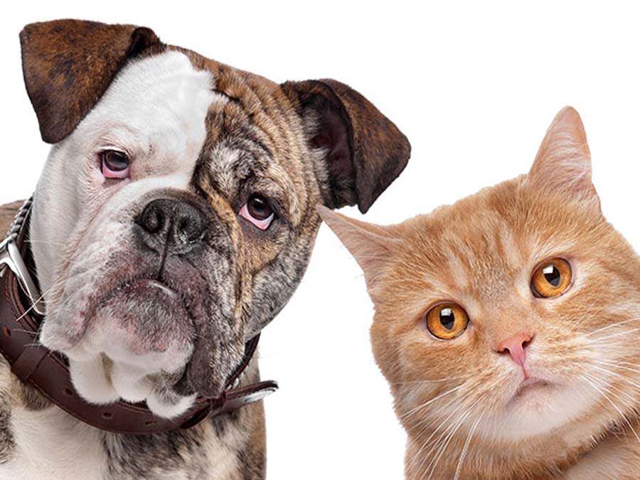 Encuentra todo tipo de accesorios para tu mascota en este bazar
