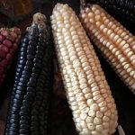 5 maíces de Michoacán, diferencias y características