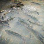 Bosque de las truchas en Huasca de Ocampo, Hidalgo