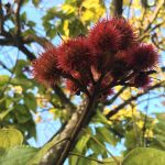 6 datos del achiote que debes saber