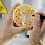 Estas son las 12 bacterias más peligrosas para los humanos