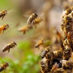 Las abejas y su función en la colmena
