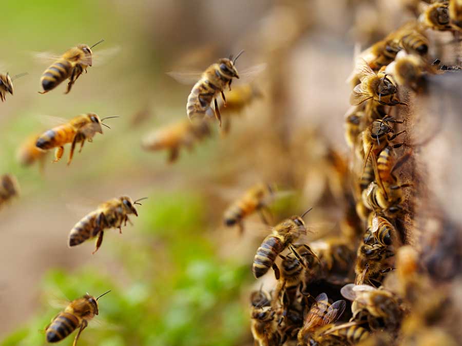 Las abejas y su función en la colmena