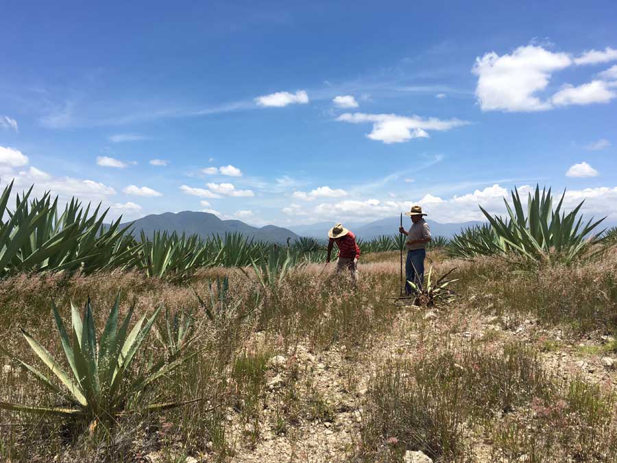 Un viaje en busca del gusano de maguey en Oaxaca