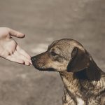 Opciones en la CDMX para ayudar a los animales afectados por el sismo