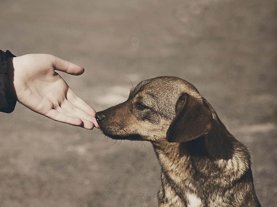 Opciones en la CDMX para ayudar a los animales afectados por el sismo