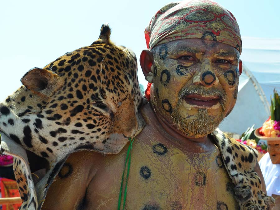 Los tigres son personajes que portan un taparrabo y se pintan con barro amarillo y manchas negras para simular que son ese animal. Se cubren la espalda con una piel de jaguar. Usan silbatos de carrizo y por lo general se disfrazan así niños, muchachos y hombres pues simbolizan la fuerza y la agilidad. En nuestra sección de Videos puedes ver un fragmento de cómo es la danza del pochó. Foto: Mariana Castillo